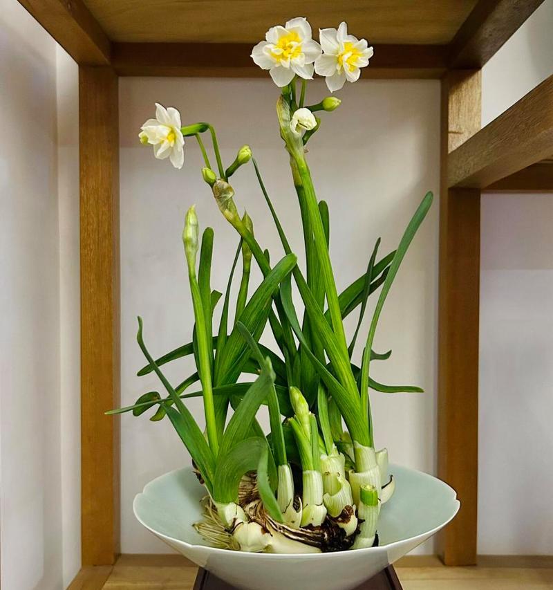 水仙花语的含义是什么？水仙象征着什么？