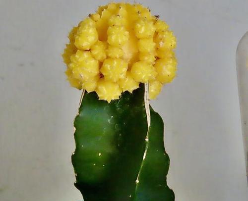 仙人掌的两种花语分别是什么？仙人掌花语有何不同？