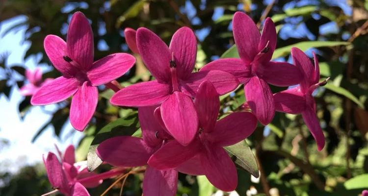 紫云杜鹃的寓意和花语是什么？杜鹃花有哪些花语？