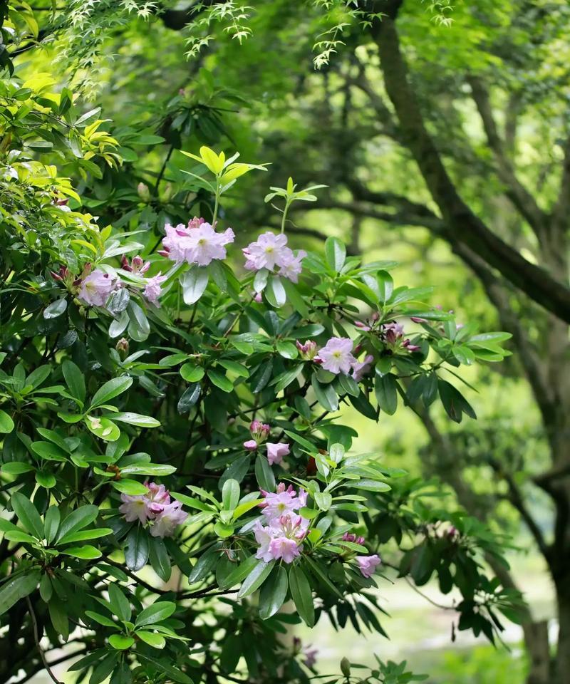 紫云杜鹃的寓意和花语是什么？杜鹃花有哪些花语？