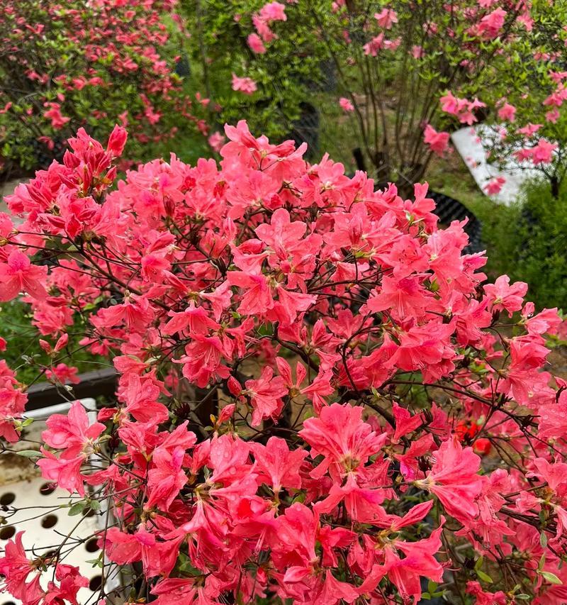 紫云杜鹃的寓意和花语是什么？杜鹃花有哪些花语？