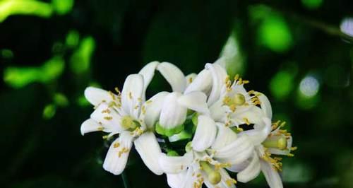 春芋盆栽的寓意是什么？它的花语有何深意？