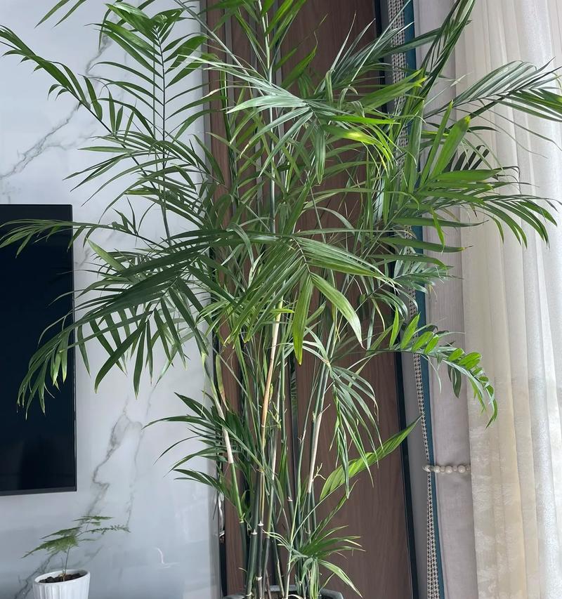 春芋盆栽的寓意是什么？它的花语有何深意？