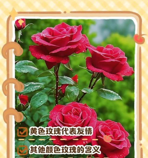 两束单支玫瑰花的含义是什么？