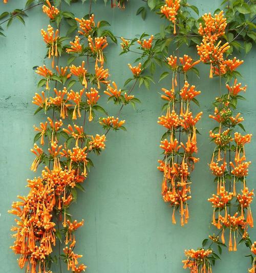 烟花爆竹的花语代表什么？有何含义？