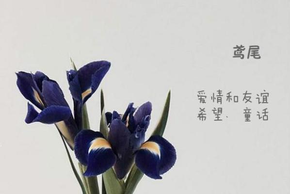 朋友的花花语是什么？如何通过花语表达友情？