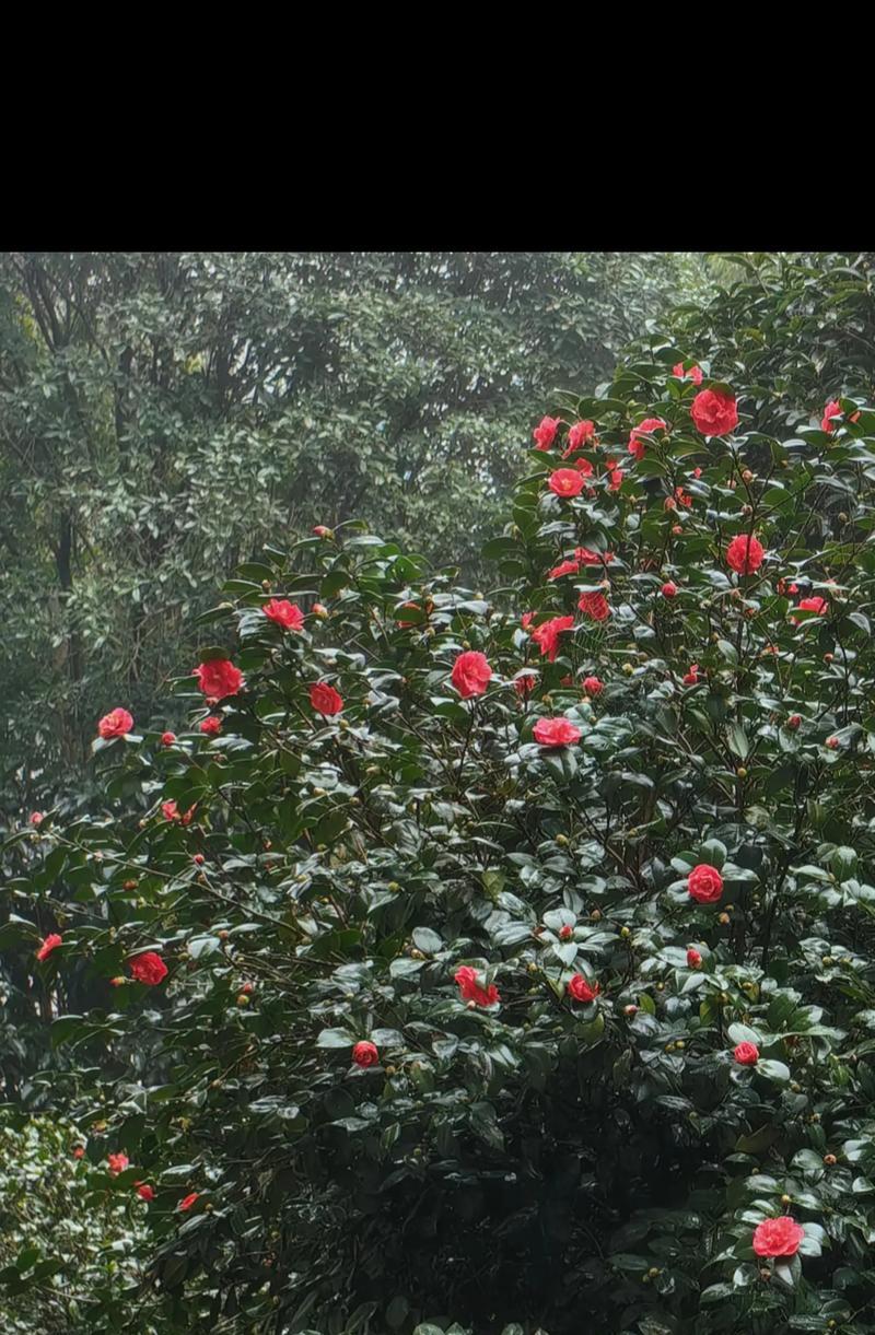 哪种花的花语带有宿命感？它的含义是什么？