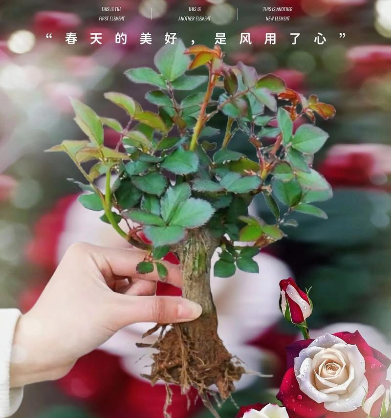 哪种花的花语带有宿命感？它的含义是什么？