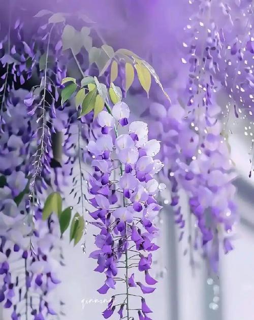 紫藤花语中平凡的含义是什么？它传递了哪些情感？