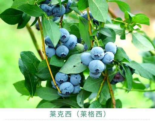 西兰蓝莓的花语是什么？花语探索的花是什么花啊？
