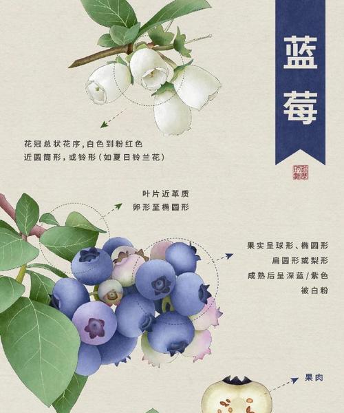 西兰蓝莓的花语是什么？花语探索的花是什么花啊？
