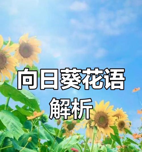 早晨向日葵的花语有何特别之处？