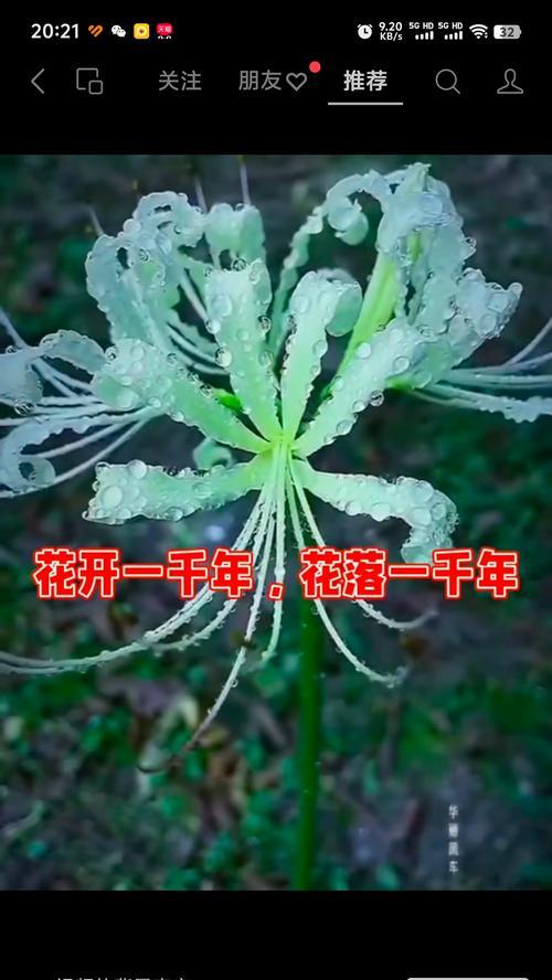 彼岸花代表了什么寓意？