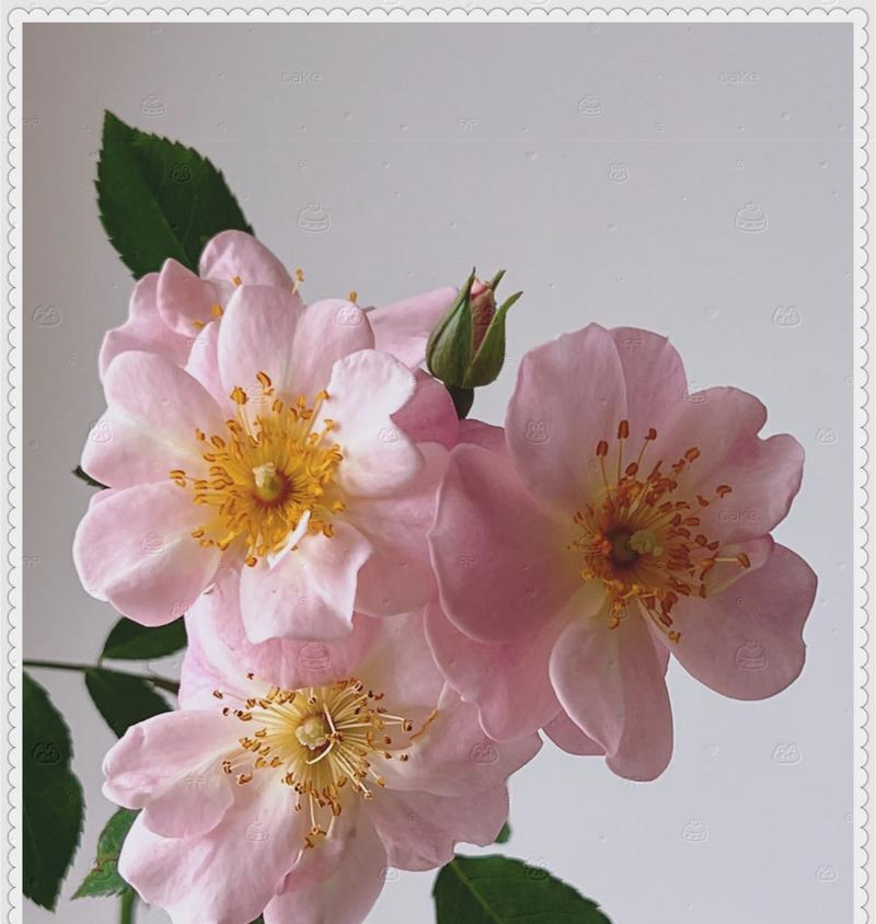 卖花姑娘花语背后的故事是什么？