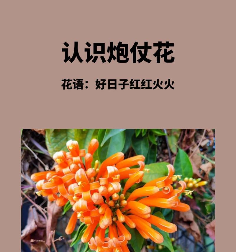 两颗花代表了哪种花语？