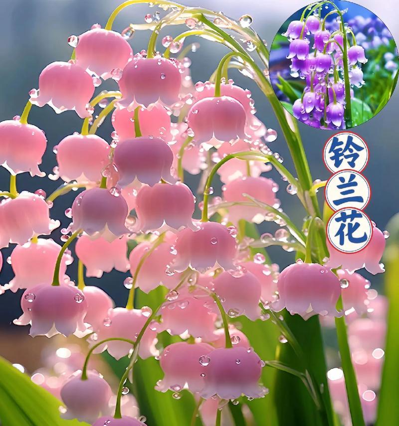 两颗花代表了哪种花语？