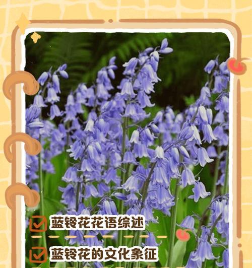 两颗花代表了哪种花语？