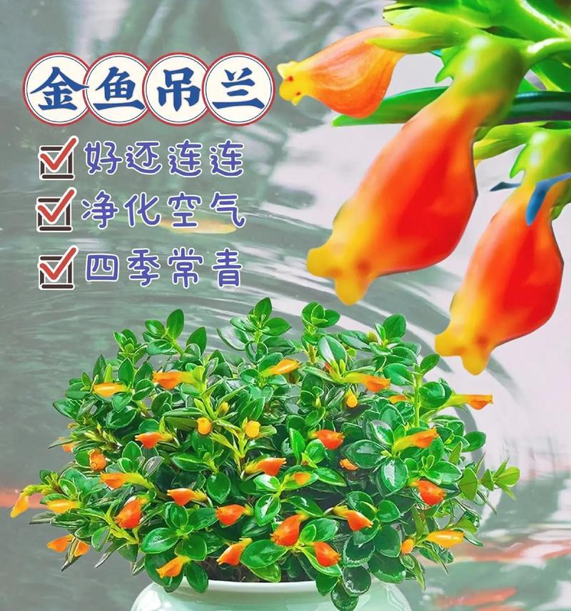 垂钓金妞花语有何含义？