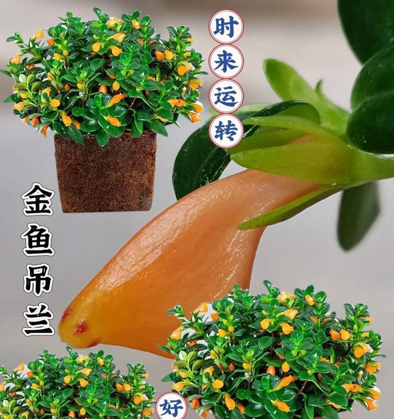垂钓金妞花语有何含义？