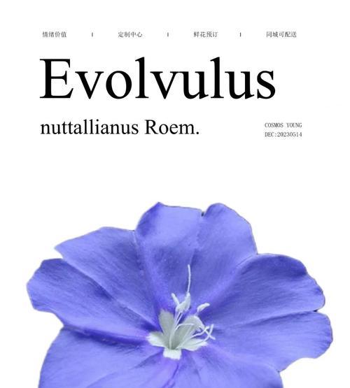 蓝星花的花语含义和象征是什么？它传递了哪些信息？