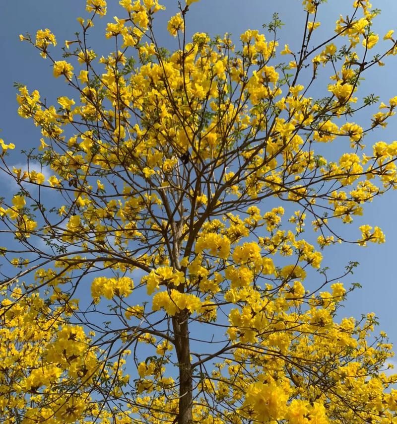 赞美虎妞的花语是什么？它代表了什么样的含义？