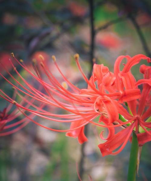 想听离别的花语是什么？离别时哪种花最能表达情感？