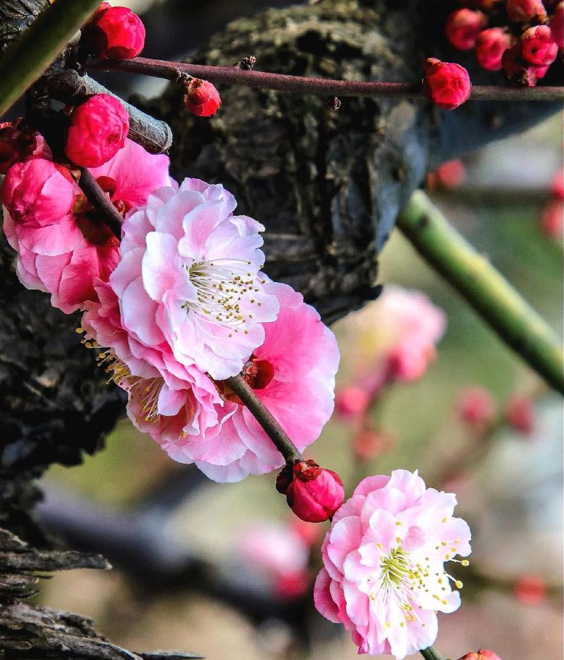 梅花的形状颜色有何象征？梅花的花语具体是什么？