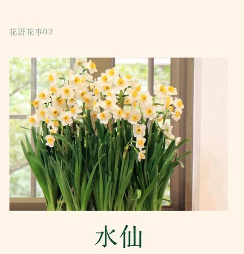 水仙花的花语寓意和象征是什么？