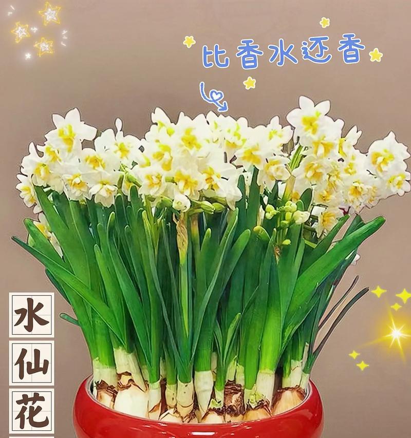水仙花的花语寓意和象征是什么？