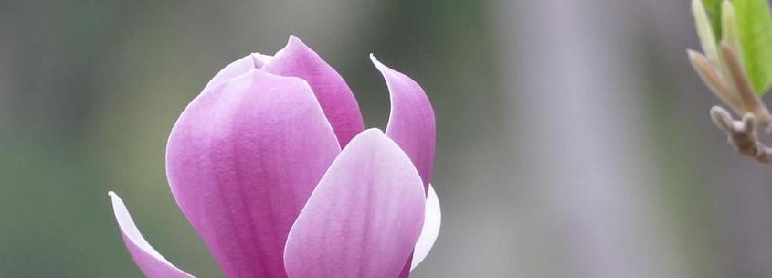 红玉兰花语代表什么含义？