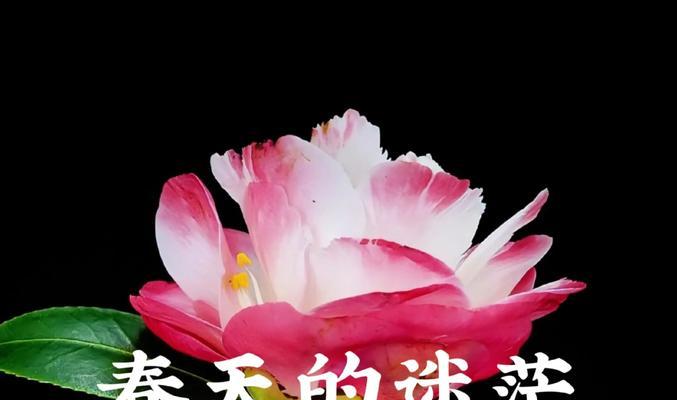 粉色山茶花的花语是什么？