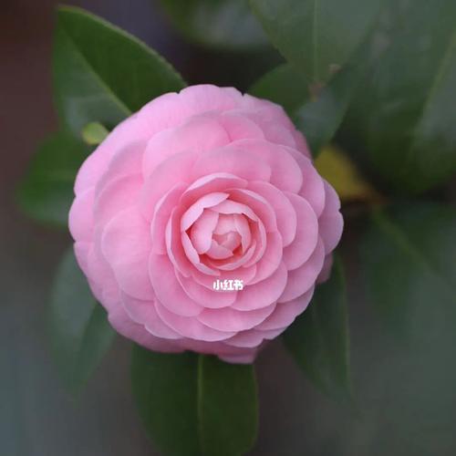 粉色山茶花的花语是什么？