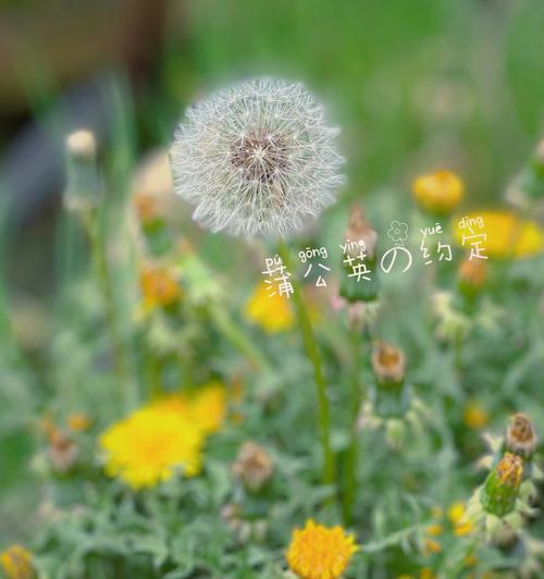 浦公英的花语有何特别含义？