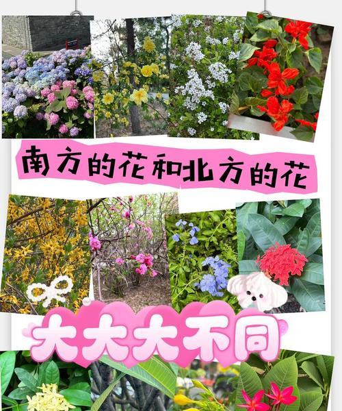 哪种花代表有花有你？