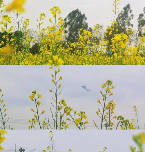 古田油菜花的花语是什么意思？古田油菜花象征着什么？