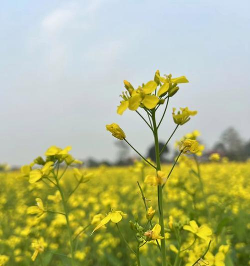 古田油菜花的花语是什么意思？古田油菜花象征着什么？