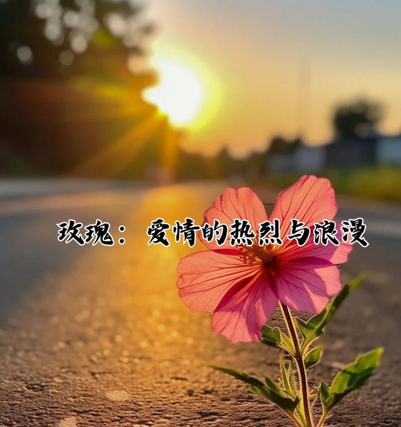 唯一爱情的花语代表什么含义？