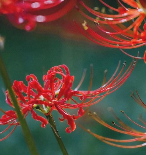 无忧花语是什么？这种花语代表了什么？