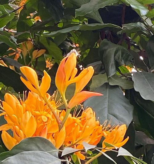无忧花语是什么？这种花语代表了什么？