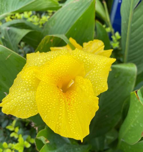 无忧花语是什么？这种花语代表了什么？