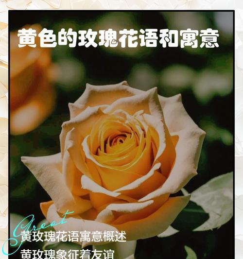 玫瑰的花语是什么段子？玫瑰花语背后有哪些有趣的故事？