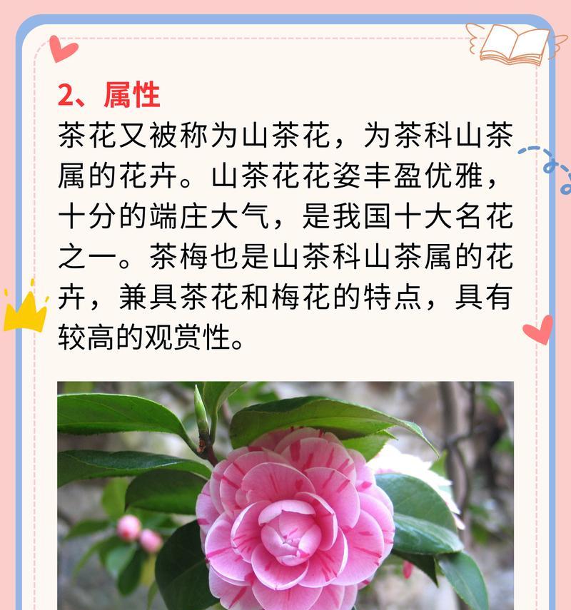 山茶花13朵花语是什么？13朵山茶花传递了怎样的信息？