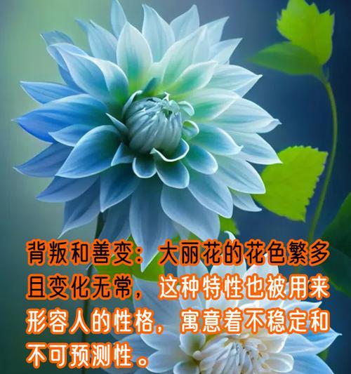 白色大丽花的花语寓意是什么？