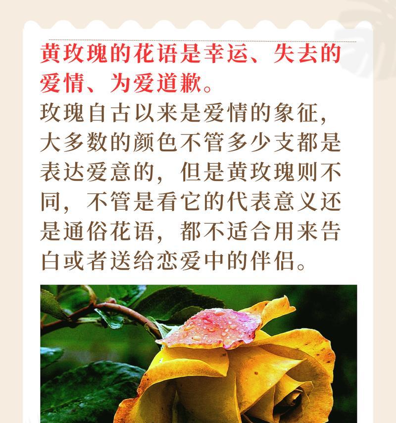 道具花语的含义是什么？