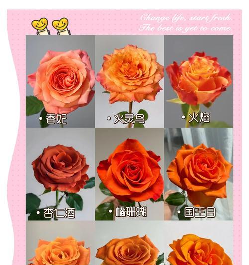 哪些花语象征着团结与协作？