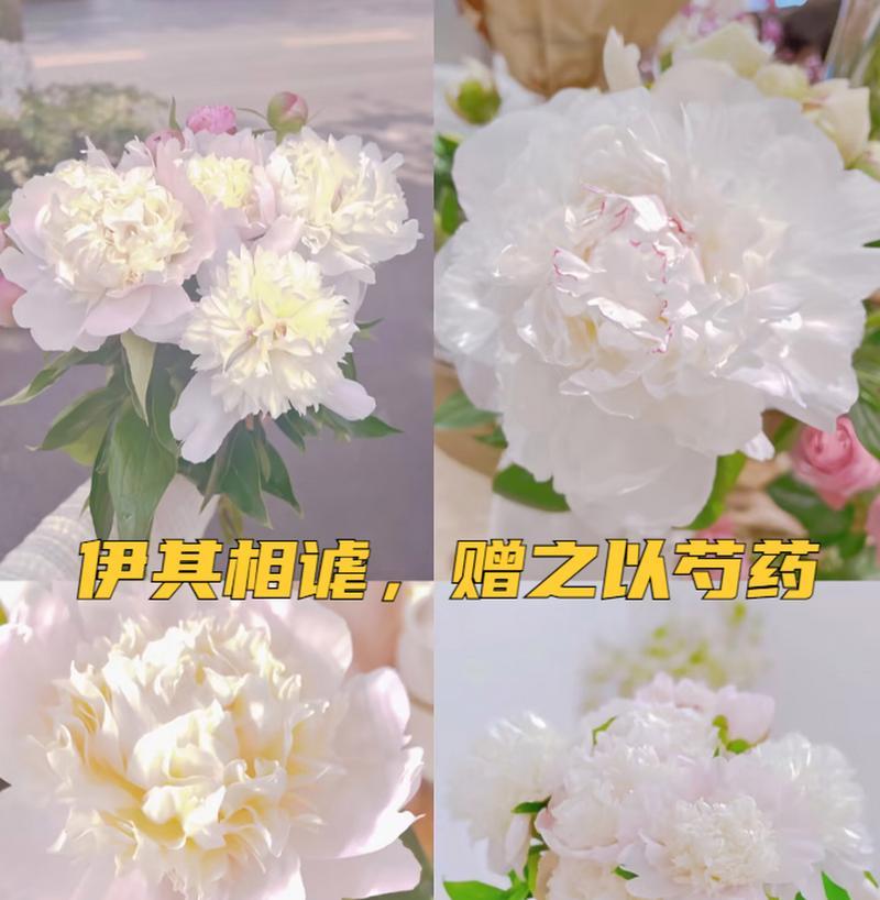 芍药花语大全的寓意是什么？