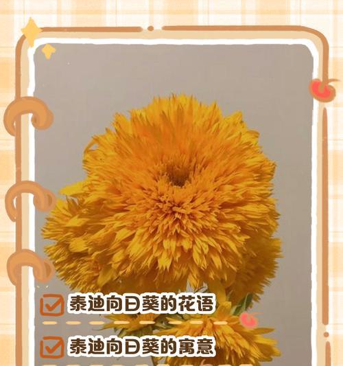 向日葵盆栽的花语是什么？它象征着什么？
