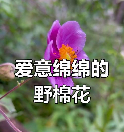 花语绵绵的含义是什么？花语绵绵代表什么？