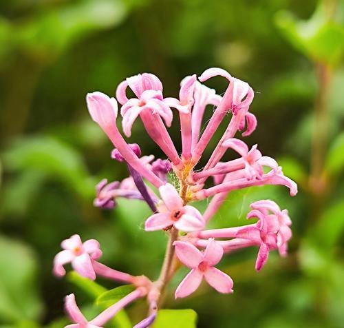 孤僻阴冷的花语有何含义？寻找代表孤独的花卉？
