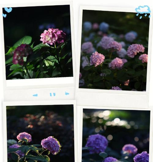 情不知所起的花语含义是什么？哪种花代表这种情感？
